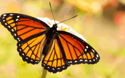 The MONARCA system for Bipolar disorder – The foundation of Monsenso